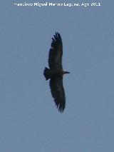 Pájaro Buitre leonado - Gyps fulvus. El Calarico - Santiago Pontones