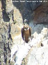 Pájaro Buitre leonado - Gyps fulvus. El Chorro - Quesada