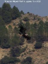 Pájaro Buitre leonado - Gyps fulvus. El Chorro - Quesada