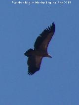 Pájaro Buitre leonado - Gyps fulvus. El Chorro - Quesada