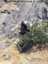 Pájaro Buitre leonado - Gyps fulvus. El Chorro - Quesada