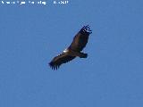 Pájaro Buitre leonado - Gyps fulvus. El Chorro - Quesada