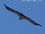 Pájaro Buitre leonado - Gyps fulvus. El Chorro - Quesada