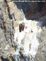 Pájaro Buitre leonado - Gyps fulvus. El Chorro - Quesada