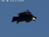Pájaro Buitre leonado - Gyps fulvus. El Chorro - Quesada