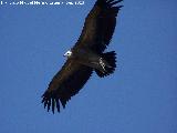 Pájaro Buitre leonado - Gyps fulvus. El Chorro - Quesada