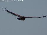 Pájaro Buitre leonado - Gyps fulvus. El Chorro - Quesada