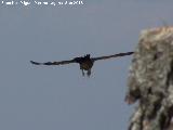 Pájaro Buitre leonado - Gyps fulvus. El Chorro - Quesada