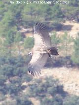 Pájaro Buitre leonado - Gyps fulvus. El Chorro - Quesada