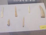 Museo Arqueológico de Galera. Herramientas de hueso prehistóricas