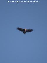 Pájaro Buitre leonado - Gyps fulvus. Mesas de Villaverde - Ardales