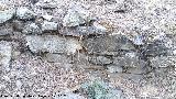 Verónica. Muralla