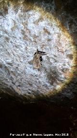 Cueva de las Cabreras. Murciélago