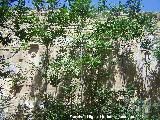 Ermita-Hospedería Madre de Dios del Campo. Muro de la ermita