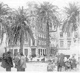 Plaza de la Constitución. Palmeras