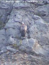 Pájaro Buitre leonado - Gyps fulvus. Pantano de La Vieja. Santiago Pontones