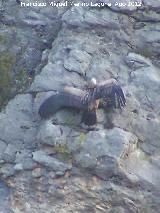 Pájaro Buitre leonado - Gyps fulvus. Pantano de La Vieja. Santiago Pontones