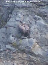 Pájaro Buitre leonado - Gyps fulvus. Pantano de La Vieja. Santiago Pontones