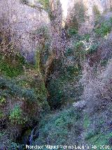 Caldera del Tío Lobo. Paraje