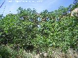 Ermita-Hospedería Madre de Dios del Campo. Patio