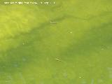 Río Frío. Peces a la altura del Puente Viejo
