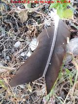 Pájaro Buitre leonado - Gyps fulvus. Pluma. Cueva de los Molinos - Los Villares