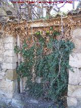 Puerta. Puerta cerrada hace muchos años. Casería de los Arévalos - Jaén