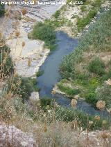 Río Frío. Río con aves acuáticas