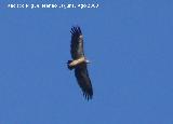 Pájaro Buitre leonado - Gyps fulvus. Santiago Pontones
