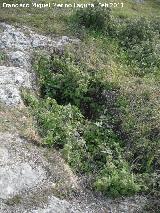 Necrópolis visigoda del Cerro Salido. Tumba