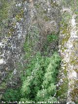 Necrópolis visigoda del Cerro Salido. Tumba