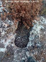 Necrópolis visigoda del Cerro Salido. Tumba cercana a la Cueva de las Sepulturas
