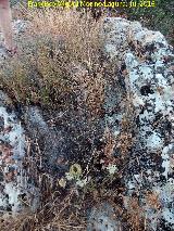 Necrópolis visigoda del Cerro Salido. Tumba cercana a la Cueva de las Sepulturas