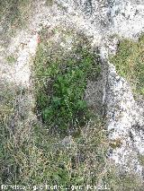 Necrópolis visigoda del Cerro Salido. Tumba infantil