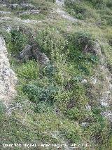 Necrópolis visigoda del Cerro Salido. Tumbas