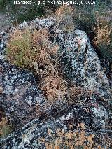 Necrópolis visigoda del Cerro Salido. Tumbas cercanas a la Cueva de las Sepulturas