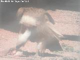 Pájaro Buitre leonado - Gyps fulvus. Zoo de Córdoba