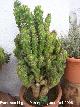 Cactus monstruoso