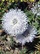 Globularia