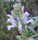 Salvia blanca