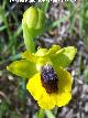 Orqudea amarilla