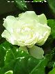 Gardenia