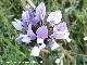 Tr�bol hediondo