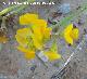 Coronilla repanda