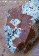 S�lex