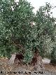 Olivos Centenarios del Puente de la Sierra