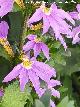 Flor de Abanico
