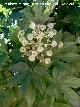 Aralia