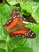 Mariposa Pavo Real Roja