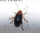 Escarabajo Alticino